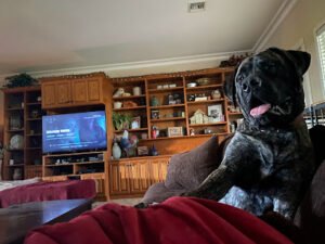 J-NINE’S K9’s