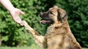 The Canine Coach