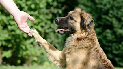 The Canine Coach