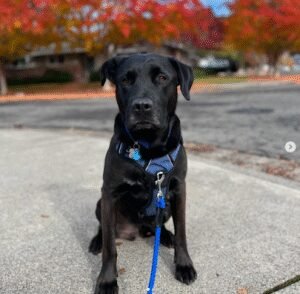 Good Dawg Training LLC
