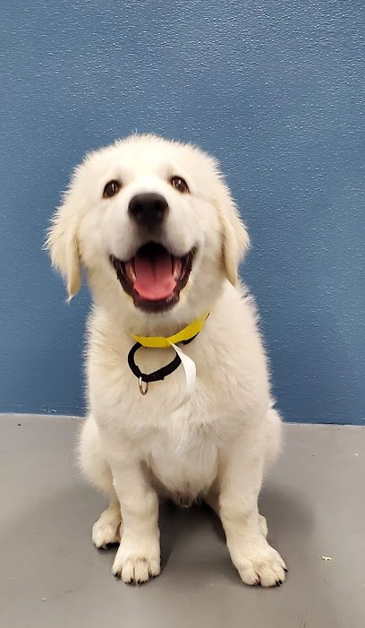 Happy Tails to You Dog Training
