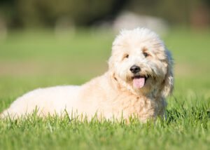 Canine Purpose
