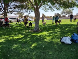 P S Dog Training