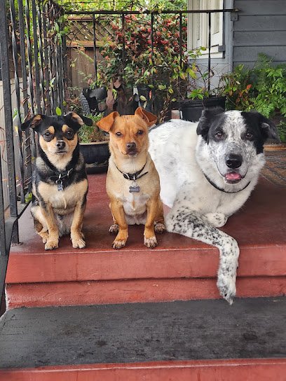Heavenly Paws Training