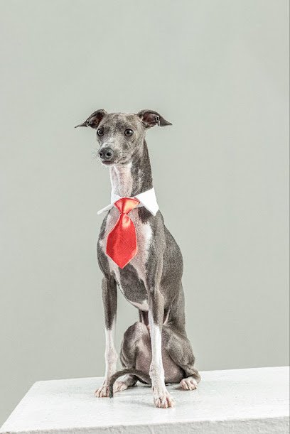Ferrovax Dog Modeling Agency