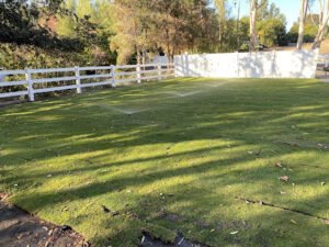 Brent Cady Dog Training