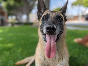 Dog Nerd Dog Training