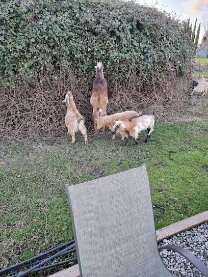 Pinnacle Pup Dog Training