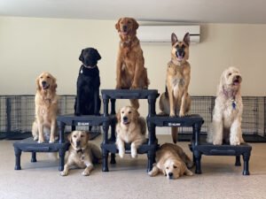 Companion Dog Training