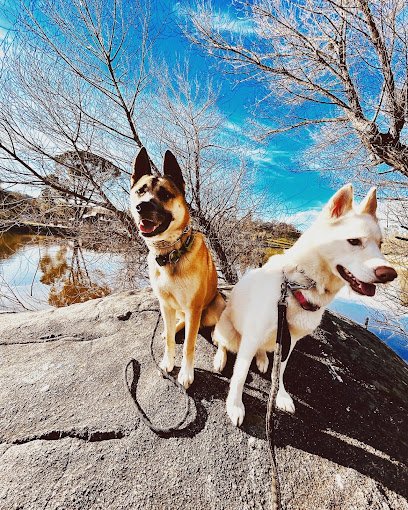 Furever love dog training