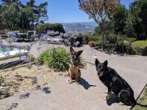 Dogs With Ties