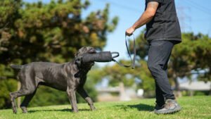 Gallardo’s K9s LLC