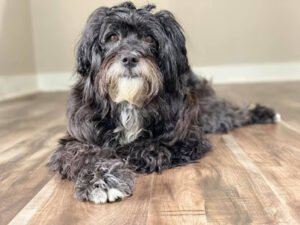 Nathan Woods, Dog Trainer – Santa Barbara Pet Services