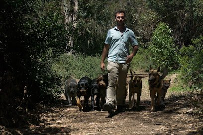 The Noble Dogs