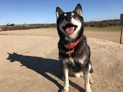 The Human Dog Team