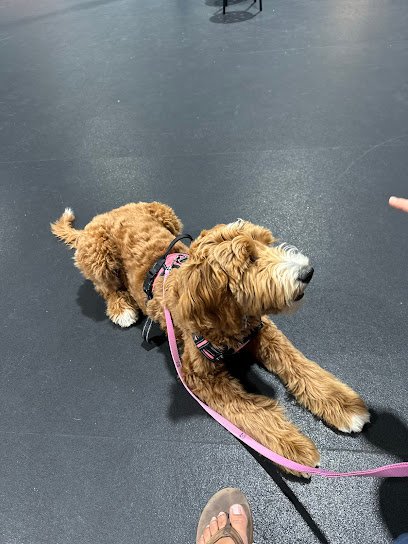 Zoom Room Dog Training