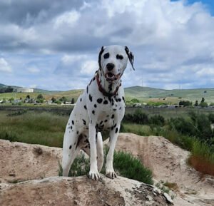 K9 Optima
