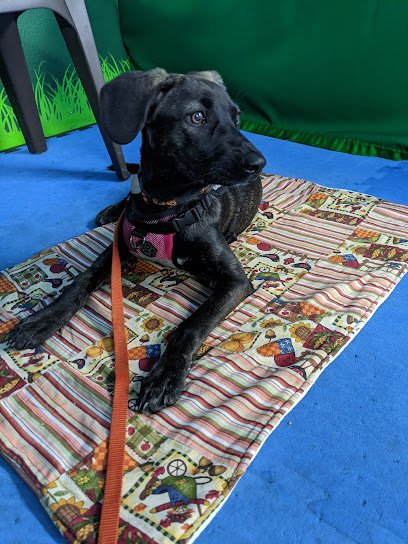 J9’s K9s Dog Training