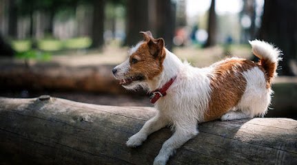 Ridgeside K9 NorCal Dog Training