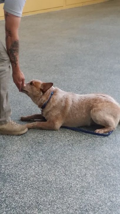 Athens Dog Training