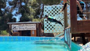 High Desert Dog Sports