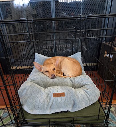 The Puppy Academy