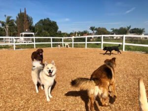 PhDogs