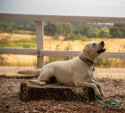 Top Dog Obedience / Top Dog Canine Classroom