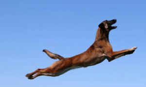 Canine Academy