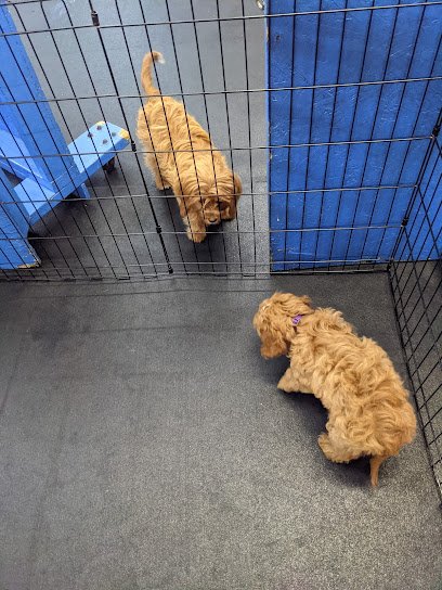 SF Puppy Prep
