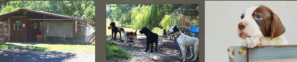 Twer Bird Dog Kennels