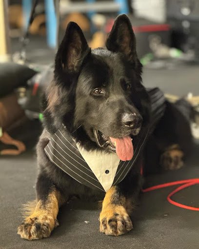 Delta K9 Academy