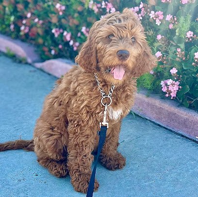 Finest City Dog Training