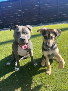 Tailored Dog Training