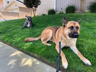 Love Ur K9 Training
