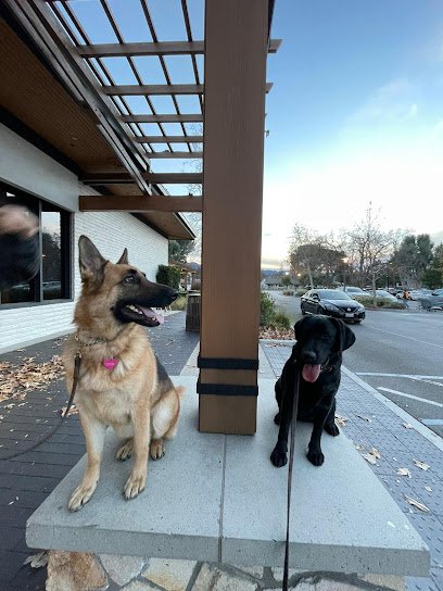 Matan Dog Training