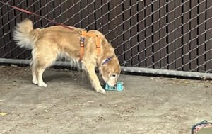 Santa Clara Dog Training Club