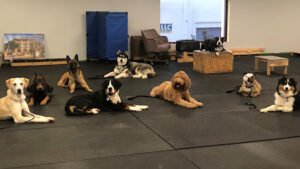 California K9 Solutions (Cali K9 ) Dog Training