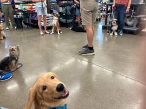 Laughing Dogs Academy