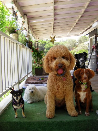 Bingo Dog Training