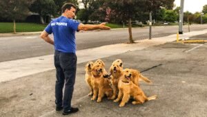 The Royal Dog Spot