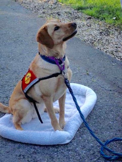 Service Dog Tutor