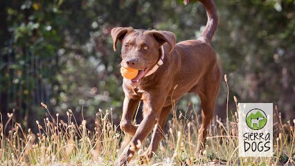 Sierra Dogs Boarding & Training