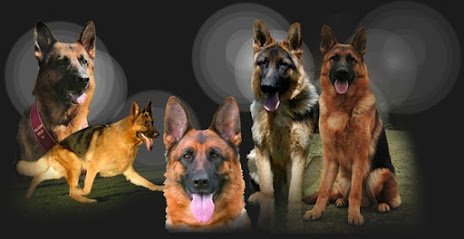 Kempkes Executive K9 W√ºstenberger-Land