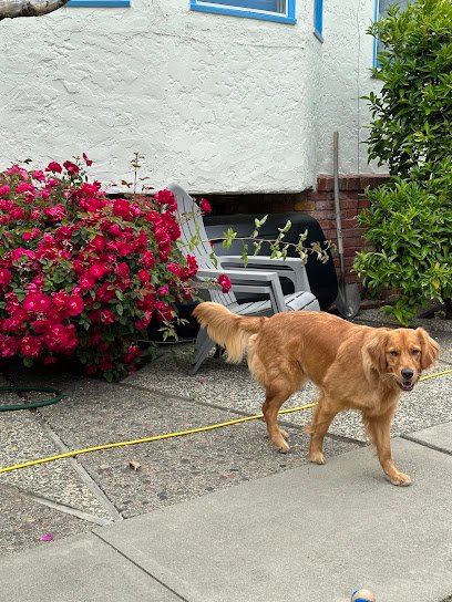 San Mateo Dog Training Club