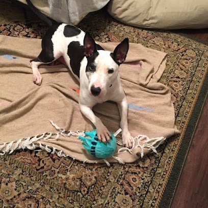 Karma Dog Training Lancaster