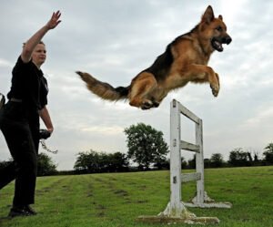 Master Dog Training