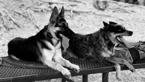 Kennelupk9training – Dog Training – Dog Trainer – Balanced – K9 Training
