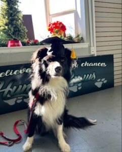 Humble Paws