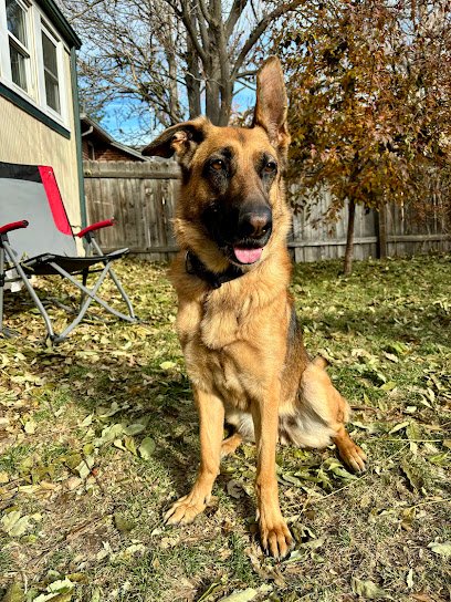 Off-Leash K9 Training – Denver